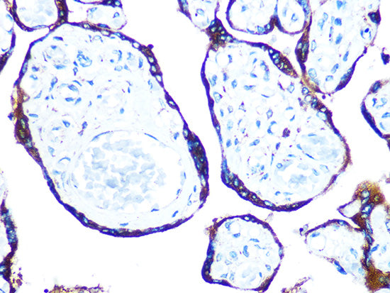 ERp57 Rabbit mAb