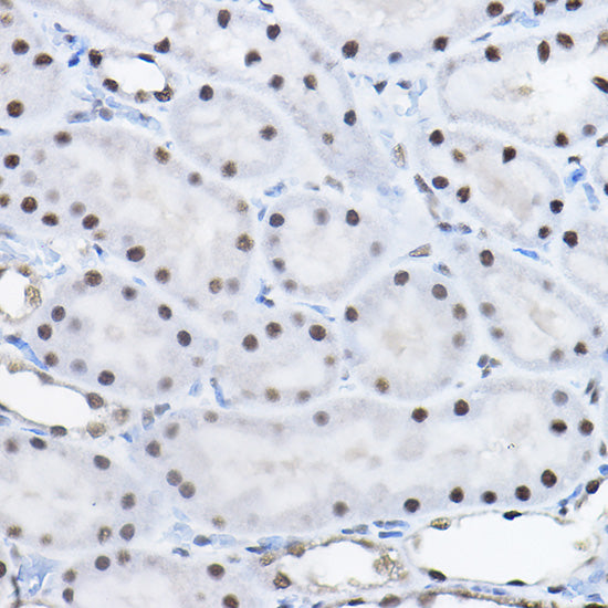 BCAS2 Rabbit pAb