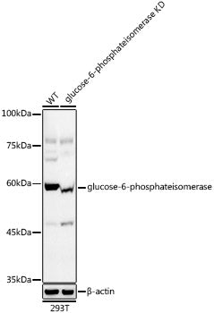 [KD Validated] glucose-6-phosphate isomerase Rabbit mAb