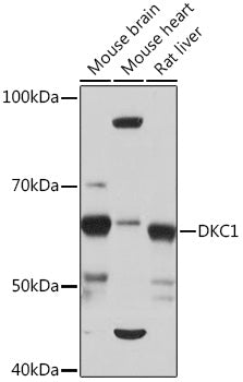 DKC1 Rabbit mAb