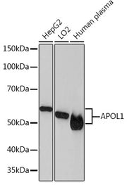 APOL1 Rabbit mAb