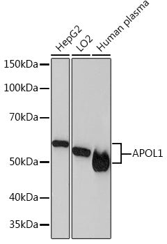 APOL1 Rabbit mAb