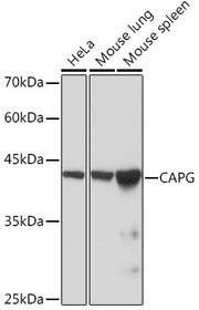 CAPG Rabbit mAb