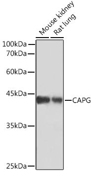 CAPG Rabbit mAb