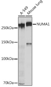 NUMA1 Rabbit mAb