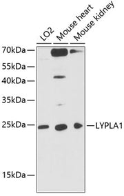 LYPLA1 Rabbit pAb