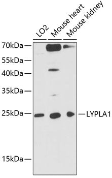 LYPLA1 Rabbit pAb