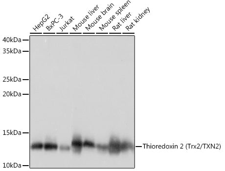Thioredoxin 2 (Trx2/TXN2) Rabbit mAb