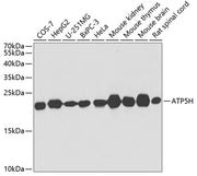 ATP5H Rabbit pAb