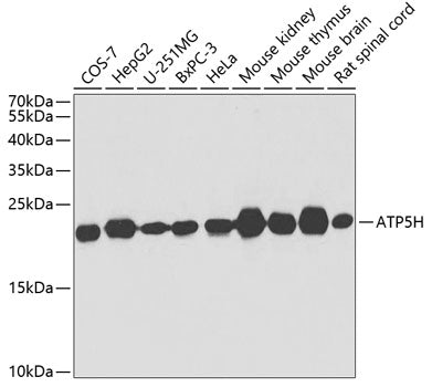 ATP5H Rabbit pAb