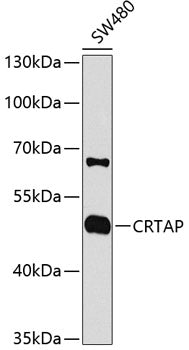 CRTAP Rabbit pAb
