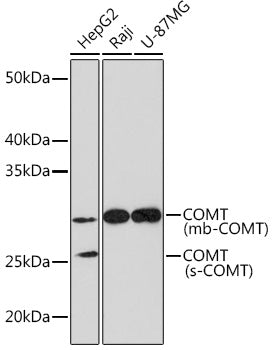 COMT Rabbit mAb