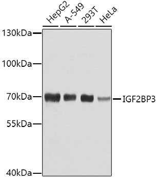 IGF2BP3 Rabbit pAb