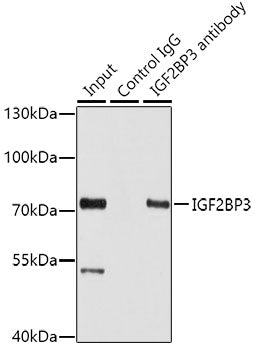 IGF2BP3 Rabbit pAb