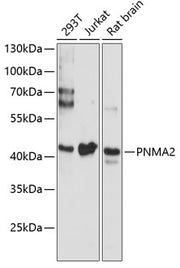 PNMA2 Rabbit pAb