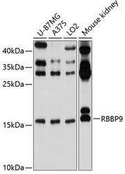 RBBP9 Rabbit pAb