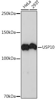USP10 Rabbit mAb