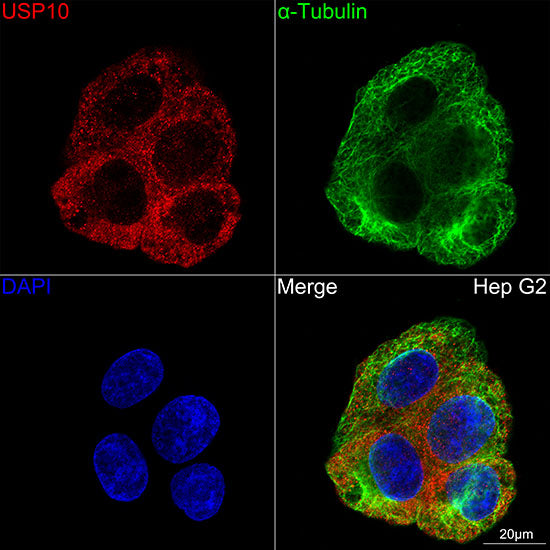 USP10 Rabbit mAb