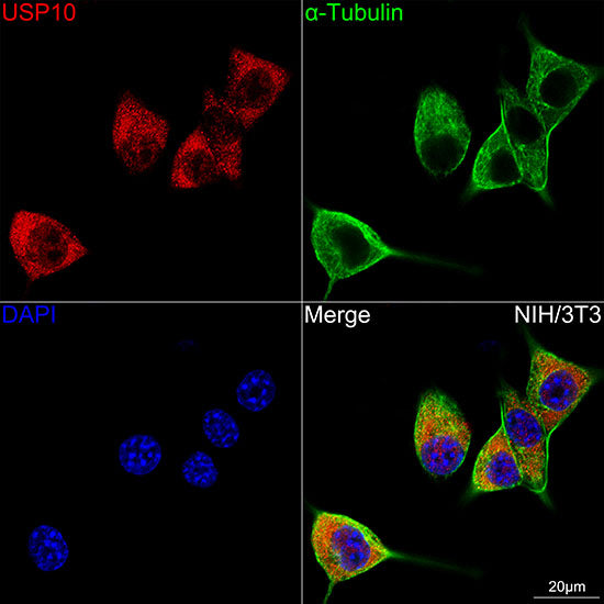 USP10 Rabbit mAb