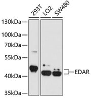 EDAR Rabbit pAb
