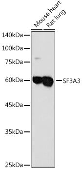 SF3A3 Rabbit pAb