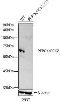 [KO Validated] PEPCK/PCK2 Rabbit mAb