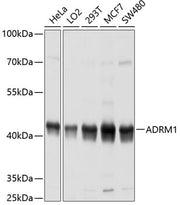 ADRM1 Rabbit pAb