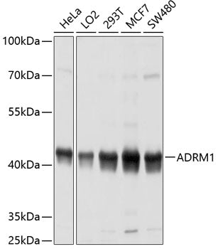 ADRM1 Rabbit pAb