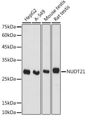 NUDT21 Rabbit pAb