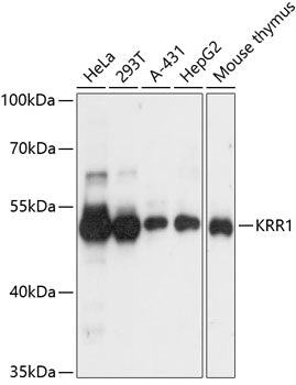 KRR1 Rabbit pAb