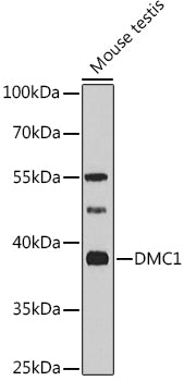 DMC1 Rabbit pAb