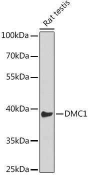 DMC1 Rabbit pAb