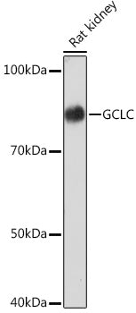 GCLC Rabbit mAb