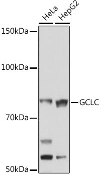 GCLC Rabbit mAb