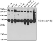 Prohibitin 2 (PHB2) Rabbit pAb