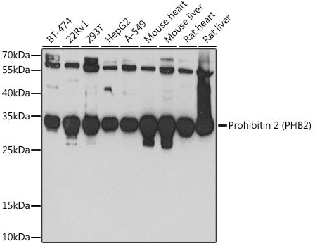 Prohibitin 2 (PHB2) Rabbit pAb