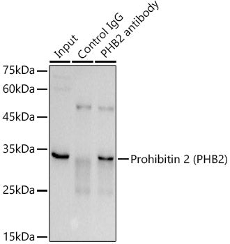 Prohibitin 2 (PHB2) Rabbit pAb