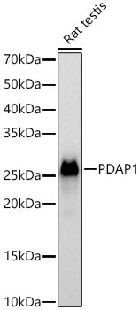 PDAP1 Rabbit pAb