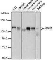 KIFAP3 Rabbit pAb
