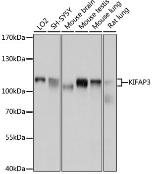 KIFAP3 Rabbit pAb