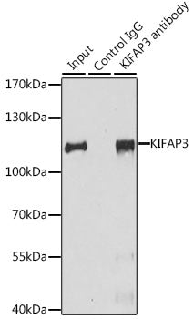 KIFAP3 Rabbit pAb