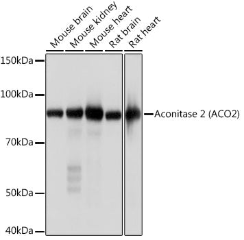 Aconitase 2 (ACO2) Rabbit mAb