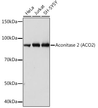 Aconitase 2 (ACO2) Rabbit mAb