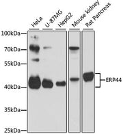 ERP44 Rabbit pAb