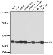 BMP6 Rabbit mAb