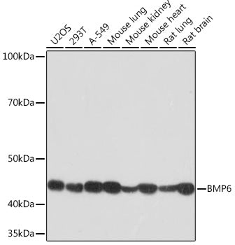 BMP6 Rabbit mAb