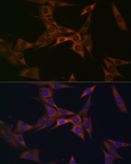 BMP6 Rabbit mAb
