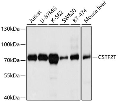 CSTF2T Rabbit pAb