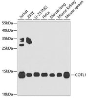COTL1 Rabbit pAb