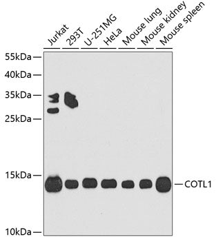 COTL1 Rabbit pAb
